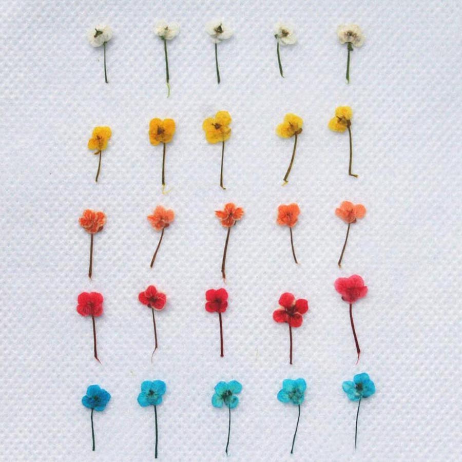 60개입 미니 압화 꽃 - 사진 액자, 레진 주얼리,  - Resin Art Case 리뷰 및 가격