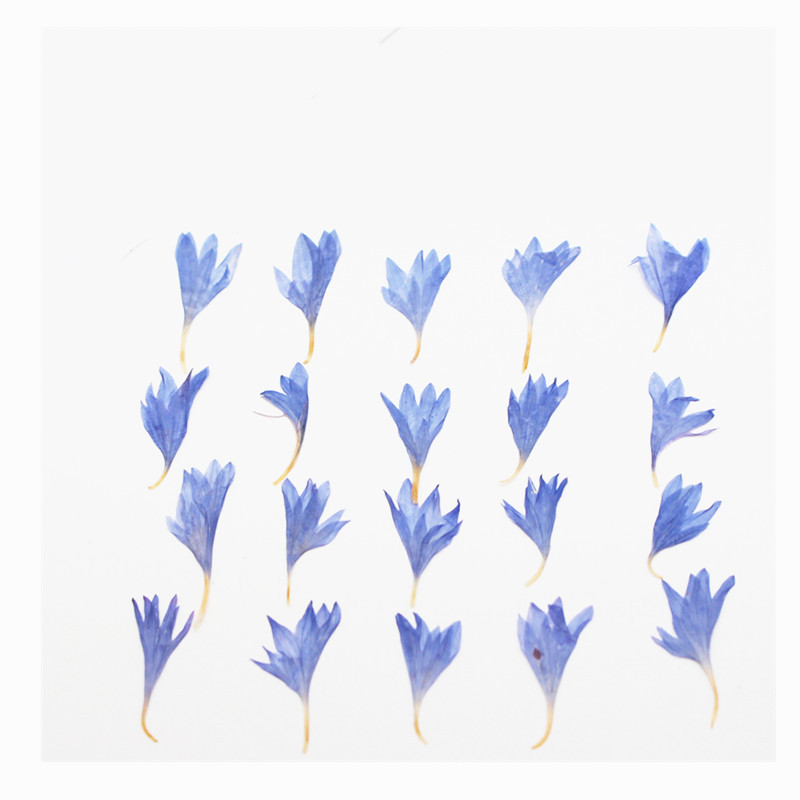 60개입 미니 압화 꽃 - 사진 액자, 레진 주얼리,  - Resin Art Case 리뷰 및 가격